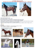 Vente de cheval : milkao